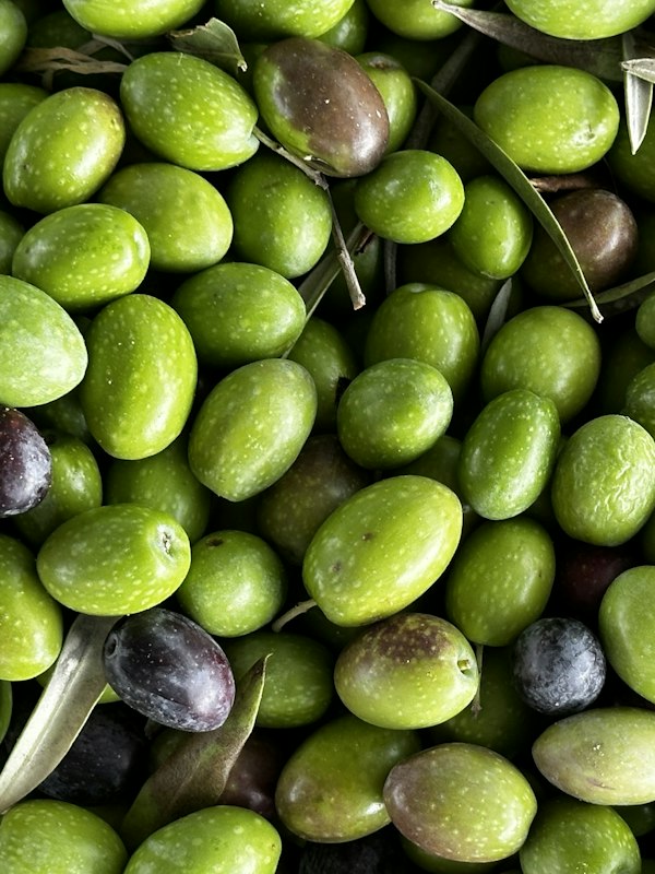 Kırma yeşil zeytin